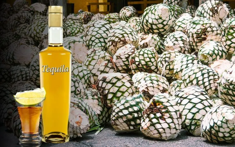 Pembuatan Tequila