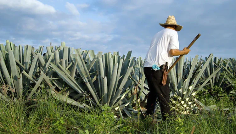 Pembuatan Tequila