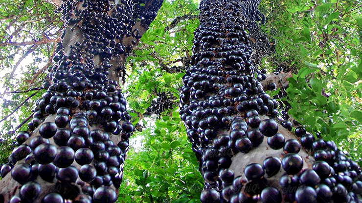 Buah Langka