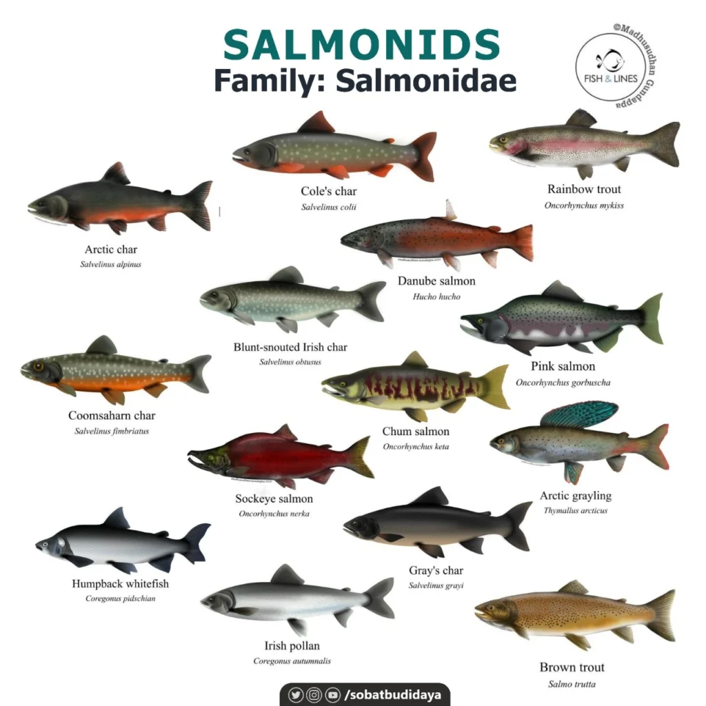 Jenis Ikan Salmon