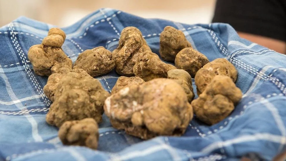 Manfaat jamur Truffle